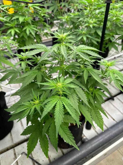 Amnesia Haze Auto. Week 4