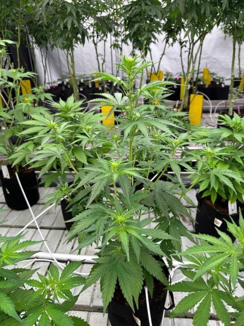 Gorilla Cookies. Week 4