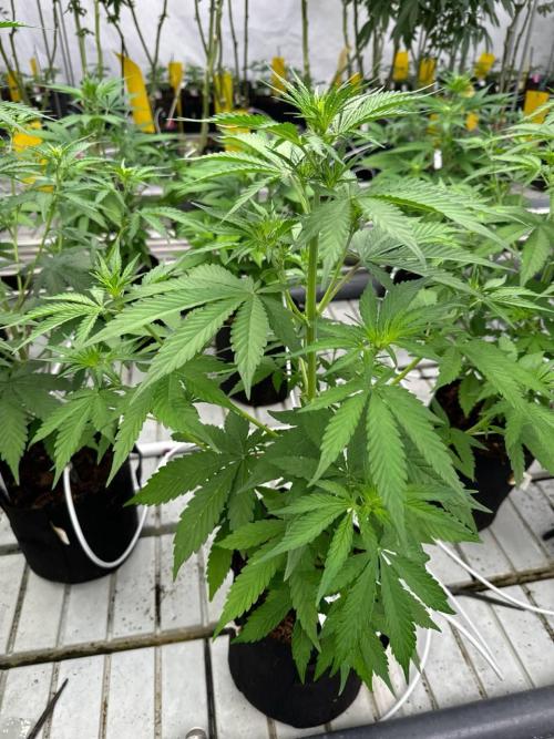 Gorilla Cookies. Week 4