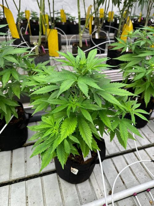 Gorilla Cookies. Week 4