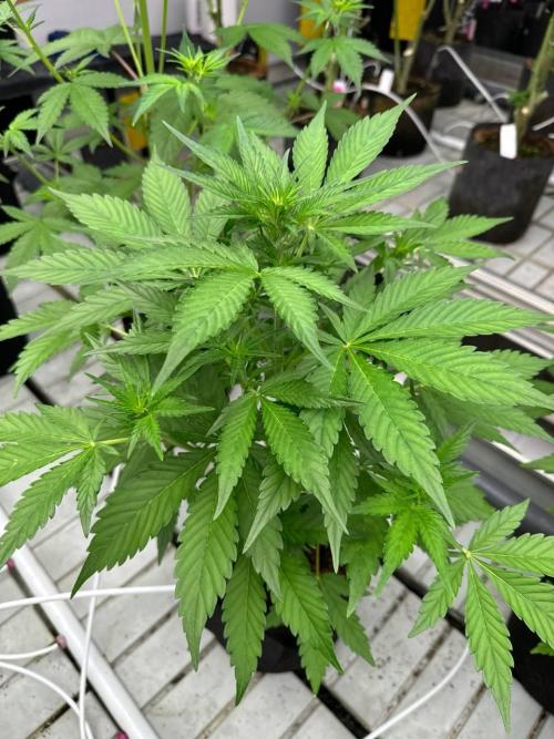 Gorilla Cookies. Week 4