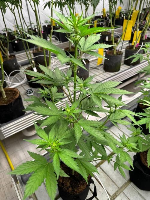 Lemon Cherry Cookies. Week 4