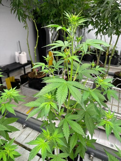 Lemon Cherry Cookies. Week 4