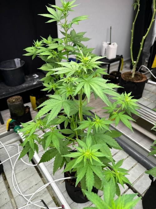 Lemon Cherry Cookies. Week 4