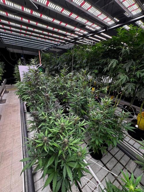 LSD-25. Week 5