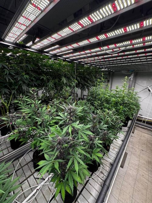 LSD-25. Week 5