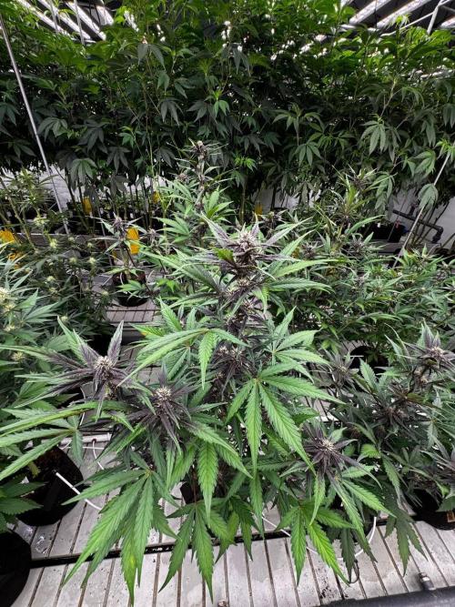 LSD-25. Week 5