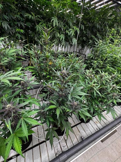 LSD-25. Week 5