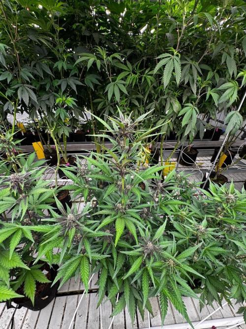 LSD-25. Week 5