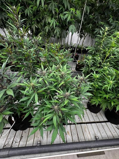 LSD-25. Week 5
