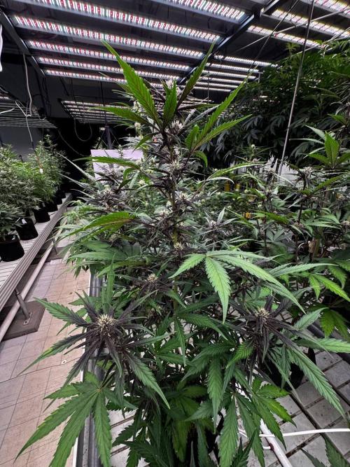 LSD-25. Week 5