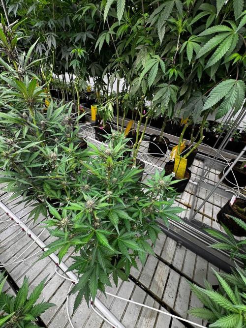 LSD-25. Week 5