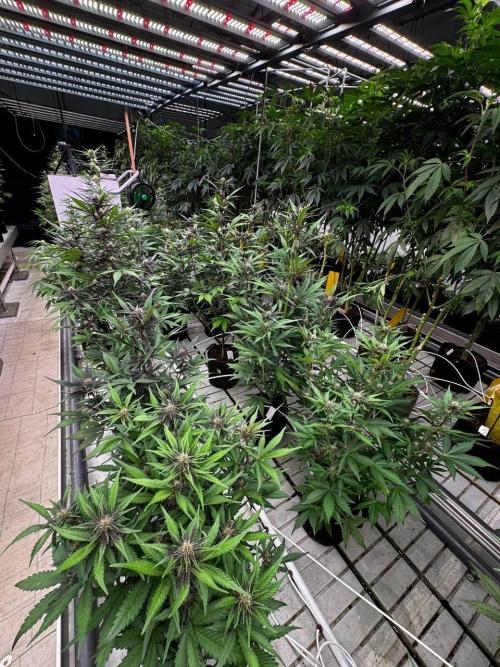 LSD-25. Week 5
