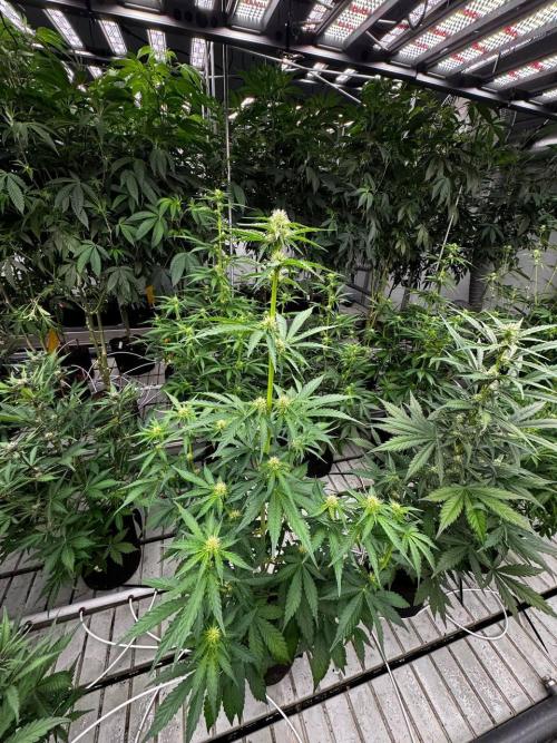 Apricot. Week 5