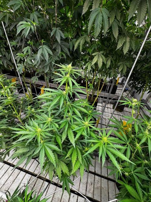 Apricot. Week 5