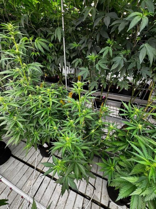 Apricot. Week 5