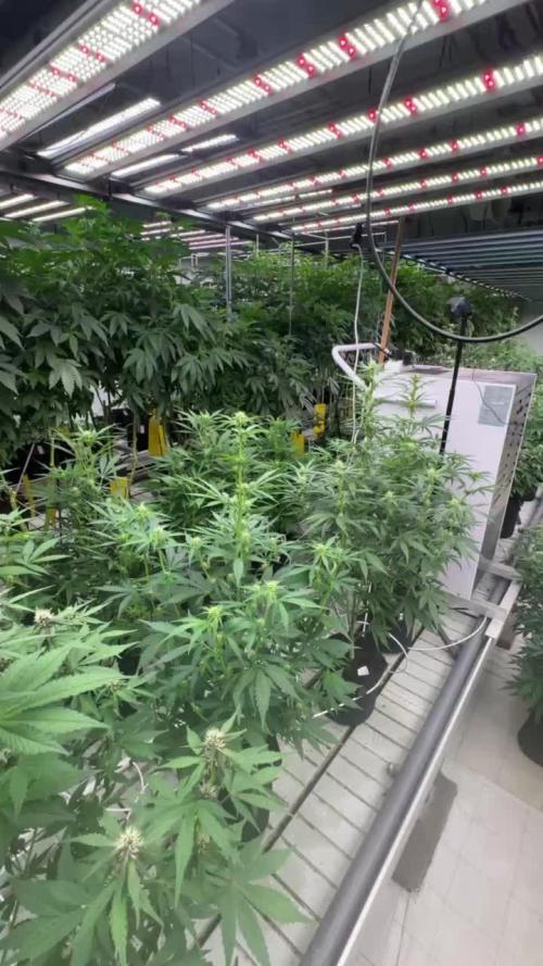 Gorilla Cookies