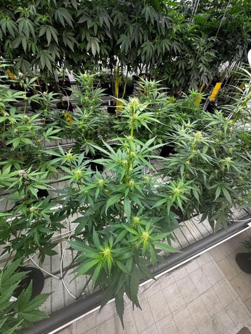 Gorilla Cookies. Week 5