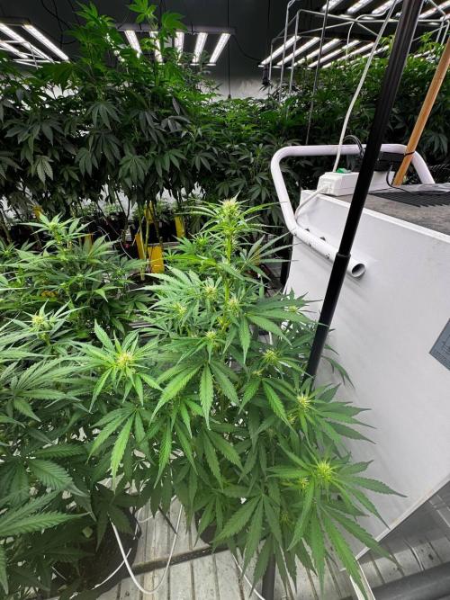 Gorilla Cookies. Week 5