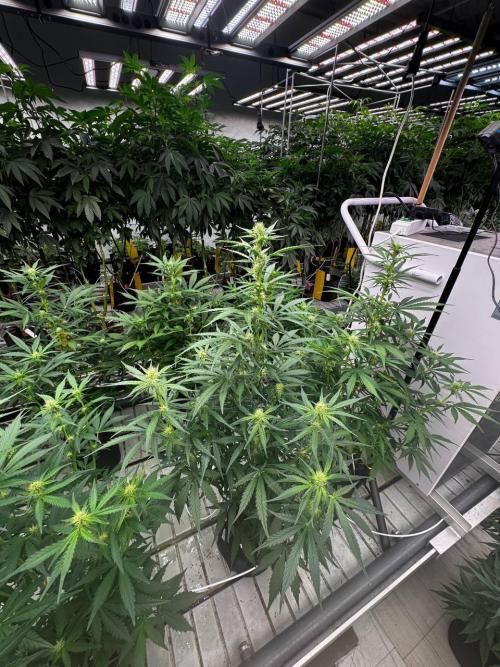 Gorilla Cookies. Week 5