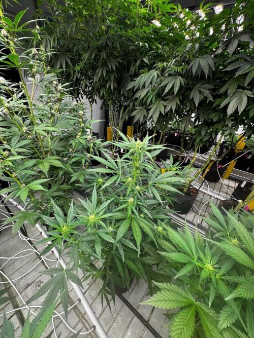 Gorilla Cookies. Week 5