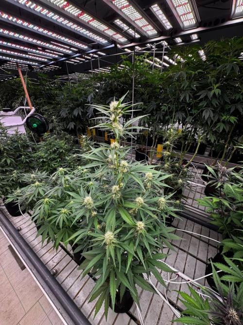 Cherry Cola RF3. Week 5