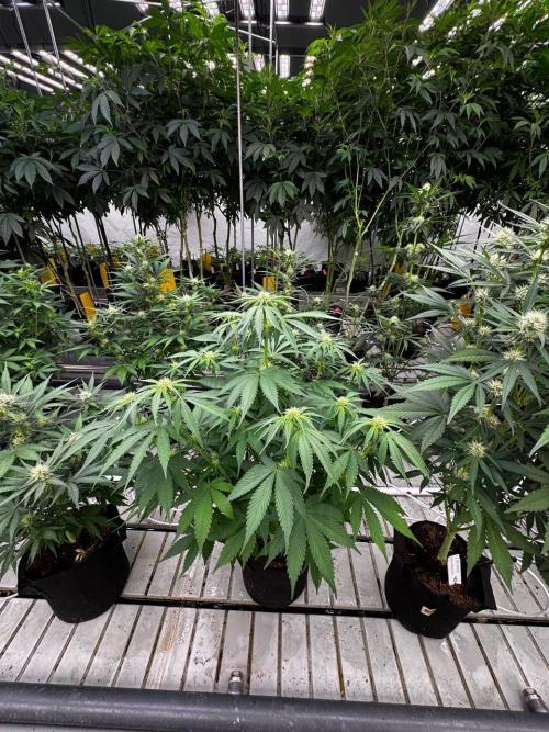 Cherry Cola RF3. Week 5