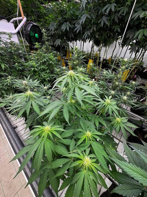 Cherry Cola RF3. Week 5