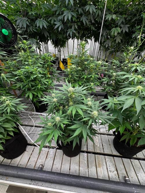 Cherry Cola RF3. Week 5