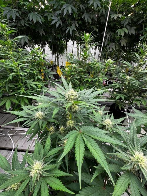 Cherry Cola RF3. Week 5