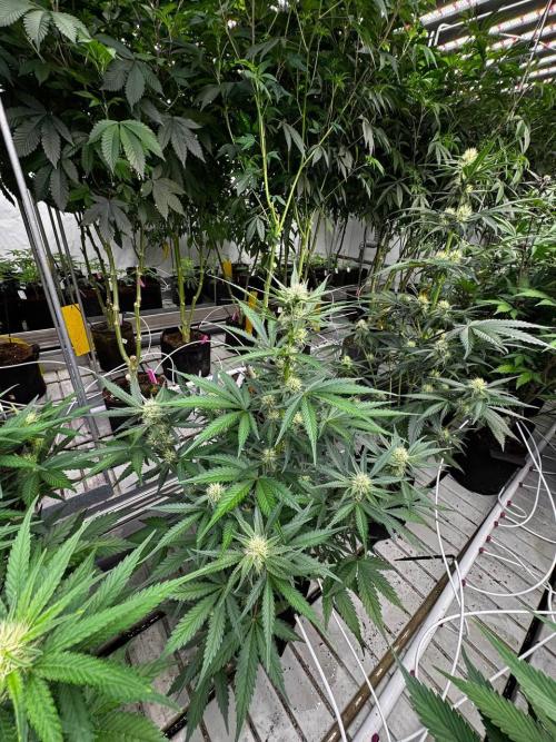 Cherry Cola RF3. Week 5