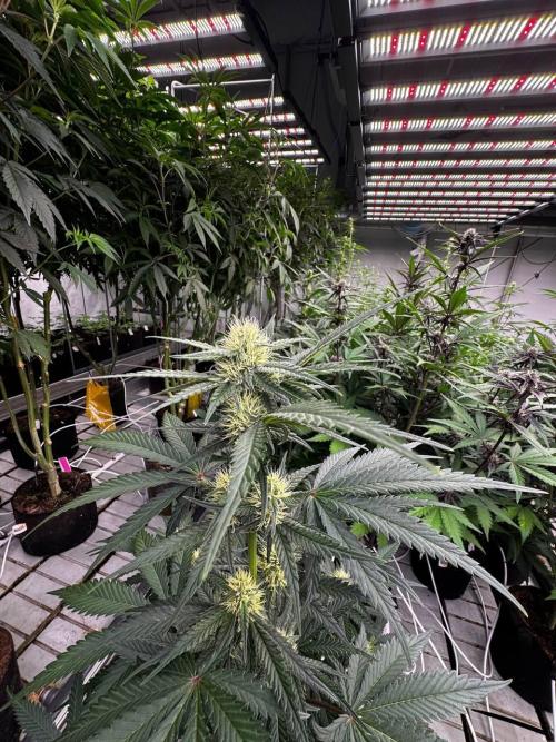 Cherry Cola RF3. Week 5