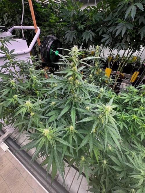 Amnesia Haze. Week 5