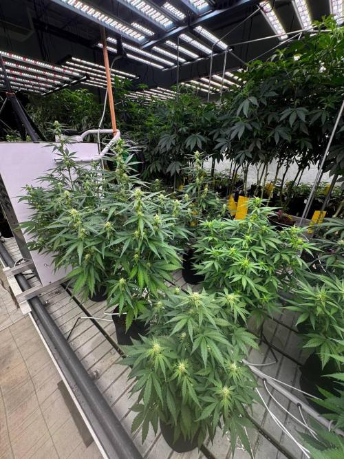 Amnesia Haze. Week 5