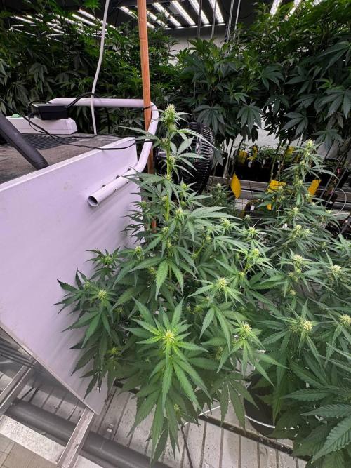 Amnesia Haze. Week 5
