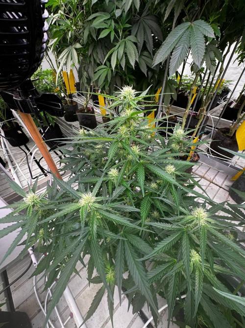 Amnesia Haze. Week 5