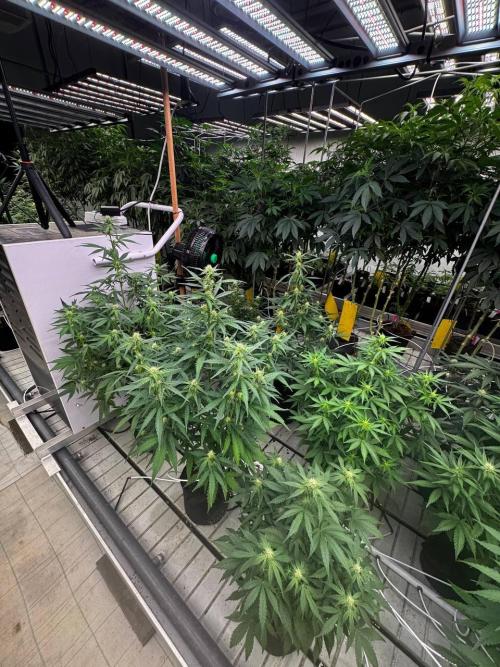 Amnesia Haze. Week 5