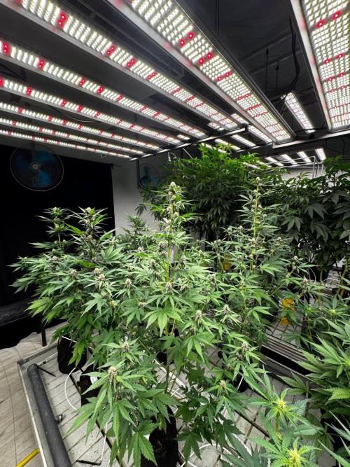 Lemon Cherry Cookies. Week 5