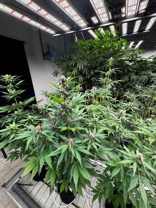 Lemon Cherry Cookies. Week 5