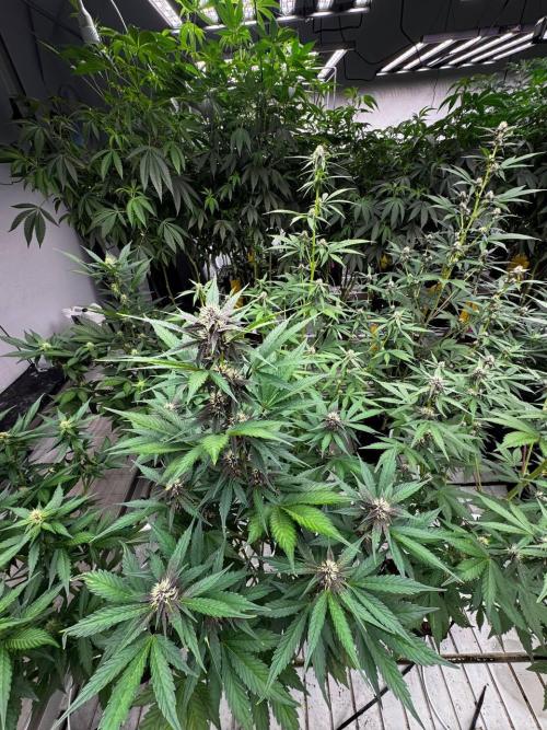 Lemon Cherry Cookies. Week 5