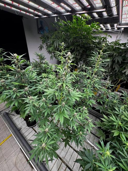 Lemon Cherry Cookies. Week 5