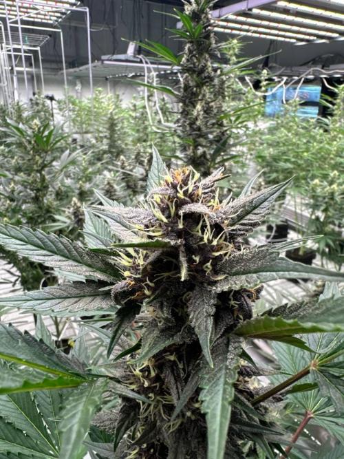 Lemon Cherry Cookies. Week 6