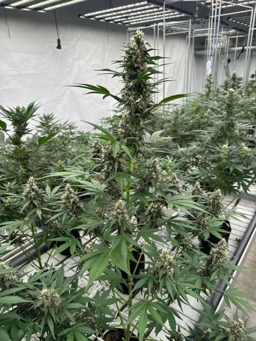 Lemon Cherry Cookies. Week 6