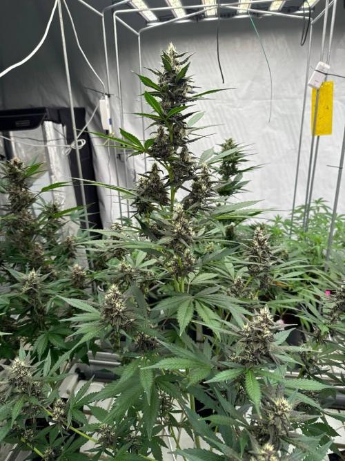 Lemon Cherry Cookies. Week 6