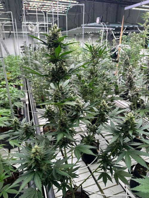 Lemon Cherry Cookies. Week 6