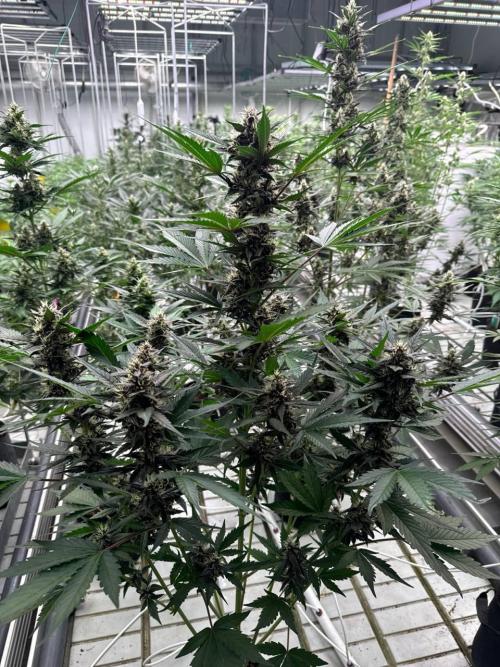 Lemon Cherry Cookies. Week 6