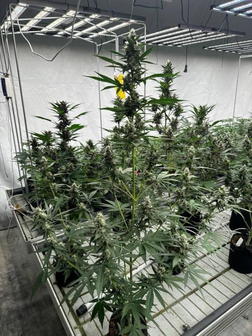 Lemon Cherry Cookies. Week 6
