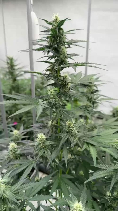 Amnesia Haze