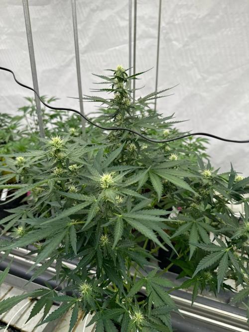 Amnesia Haze. Week 6