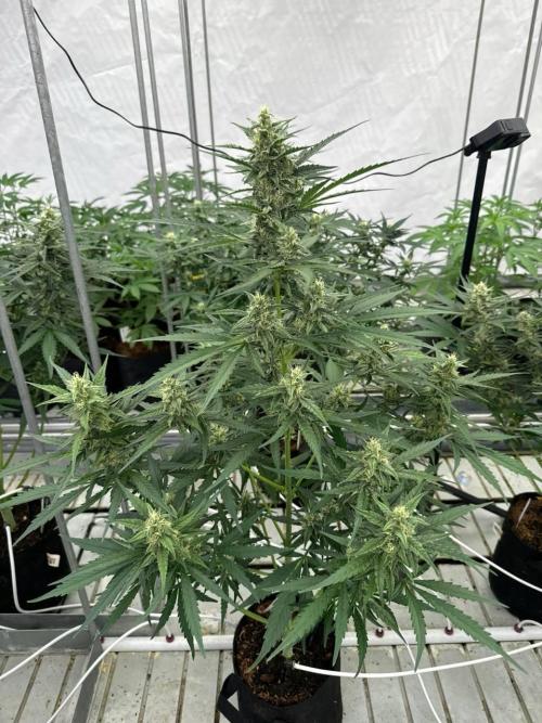 Amnesia Haze. Week 6
